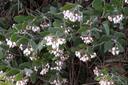 Arctostaphylos La Panza