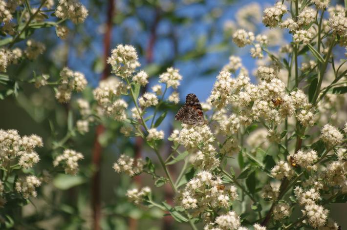 Baccharis emoryi