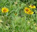 Helenium bigelovii