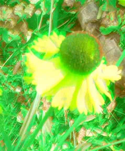 Helenium bigelovii
