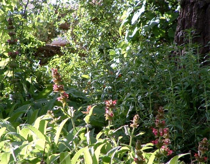 Salvia spathacea Topanga