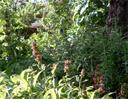 Salvia spathacea Topanga