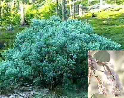 Arctostaphylos viscida ssp. viscida