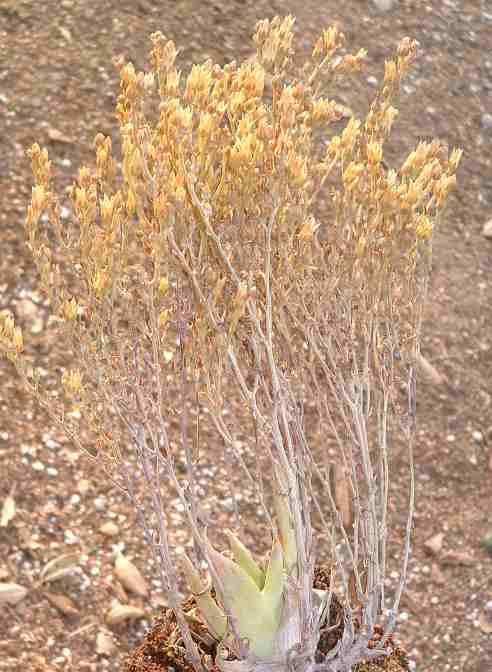 Dudleya abramsii murina