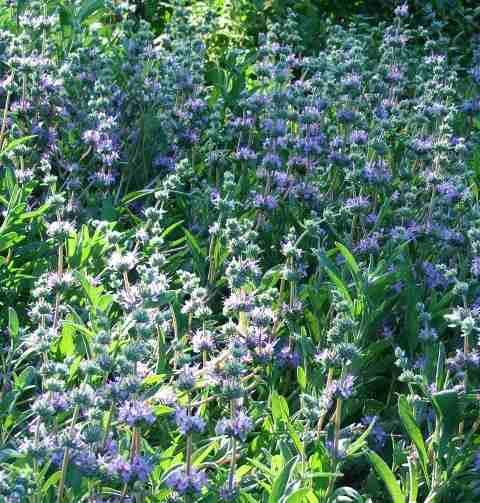 Salvia Bee's Bliss