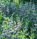 Salvia Bee's Bliss