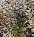 Stipa coronata depauperata