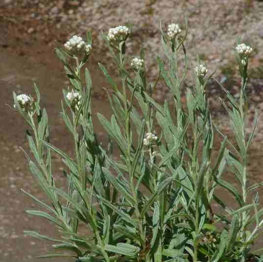 Gnaphalium microcephalum thermale