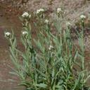 Gnaphalium microcephalum thermale