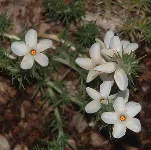 Leptodactylon pungens