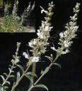 Salvia apiana compacta