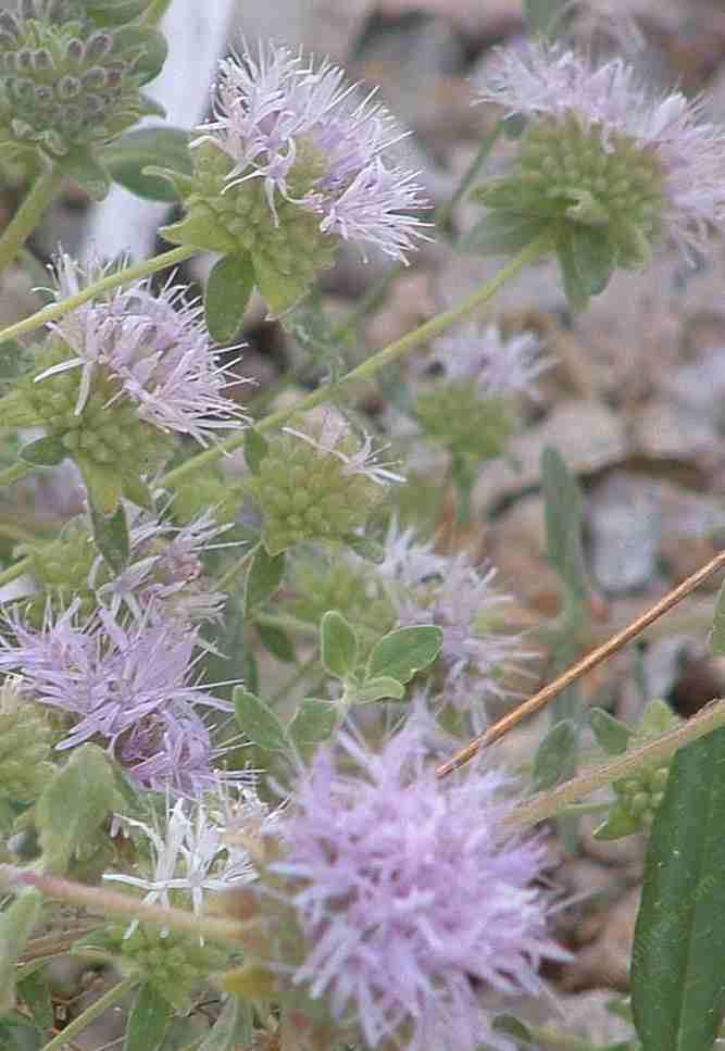Monardella villosa obispoensis