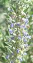Trichostema lanceolatum