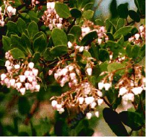 Arctostaphylos Greensphere