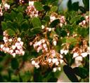 Arctostaphylos Greensphere