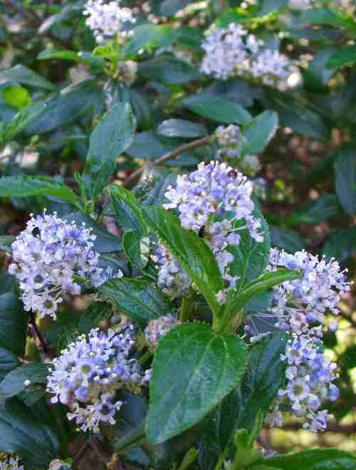 Ceanothus oliganthus Pozo Rocket