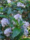 Ceanothus oliganthus Pozo Rocket