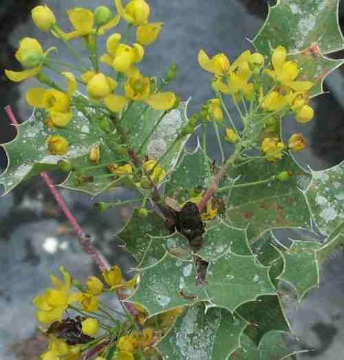 Mahonia dictyota
