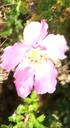 Rosa minutifolia