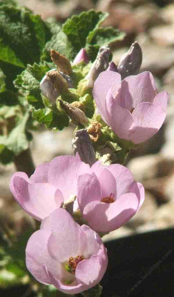 Malacothamnus densiflorus
