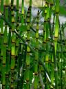 Equisetum hymale