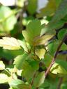 Malus fusca