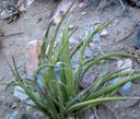 Yucca baccata