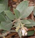 Arctostaphylos glandulosa zacaensis San Marcos Manzanita