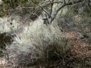 Artemisia californica