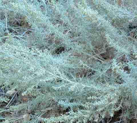 Artemisia californica Canyon Gray Canyon Grey
