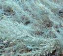Artemisia californica Canyon Gray Canyon Grey