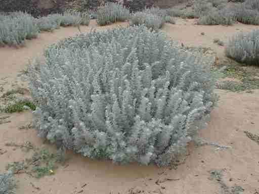 Artemisia pycnocephala