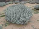 Artemisia pycnocephala