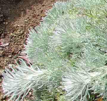 Artemisia pycnocephala Davids Choice
