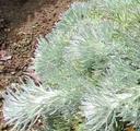 Artemisia pycnocephala Davids Choice