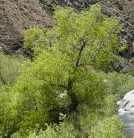 Buttonwillow can grow into a small tree. It is native throughout the world.