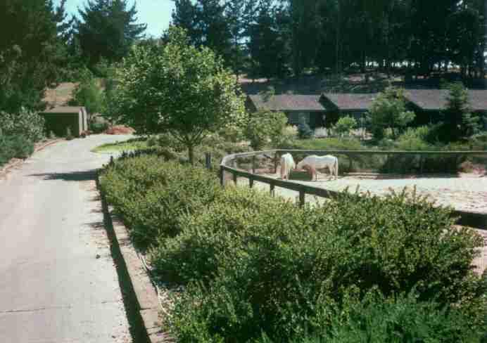 lots of evergreen california natives look lush.