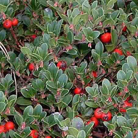 Arctostaphylos uva-ursi with berries.