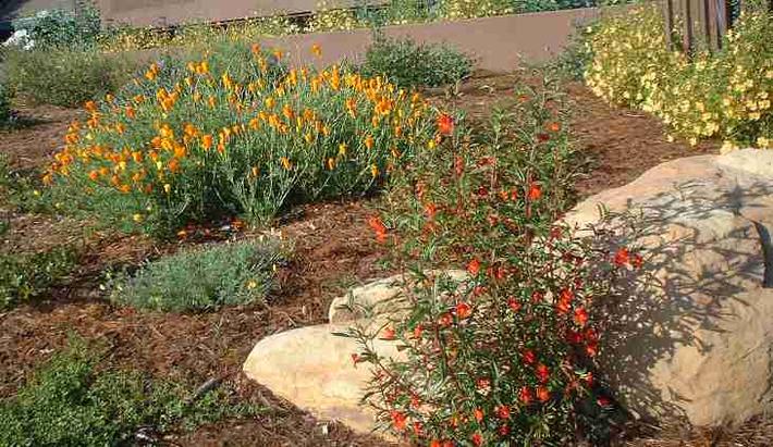 Monkey flowers love rocks.