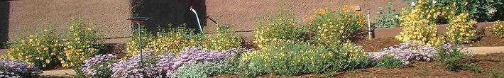 A birdbath with Erigeron 'Wayne Roderick' and monkey flowers along a garden path.