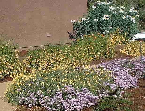 A native garden can have COLOR!