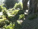 Native gardens can be drought tolerant and easy to care for.
