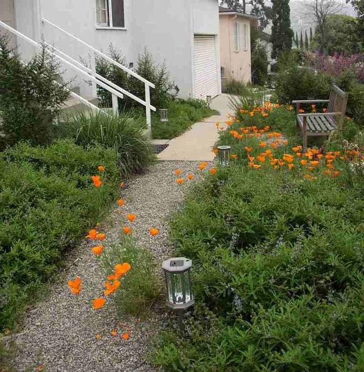 An example of a native garden in Los Angeles.
