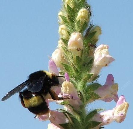Picture of a Bumble Bee (Bombus californicus)on an Antirrhinum multiflorum, Multiflowered Snapdragon