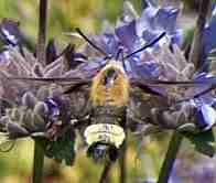 This is not a Bumble Bee, it is a kind of sphinx moth on a Salvia Pozo Blue Sage