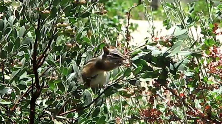 Chipmunk eating manzanita berries. Merriam's chipmunk (Neotamias merriami)