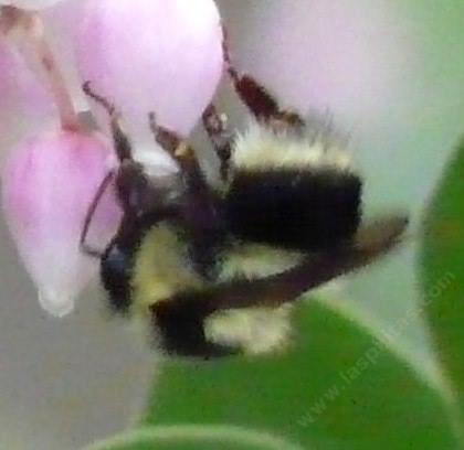 Orange rumped Bumblebee, Bombus melanopygus edwardsii