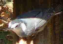 The White-breasted nuthatch is not a long distance migrant