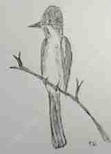 We do not have a picture available for the Olive-sided flycatcher so this is my drawing. 