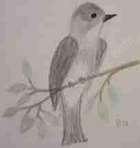 My drawing of the Western wood-pewee